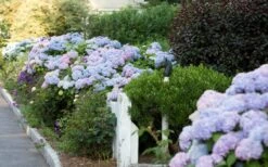 Dear Dolores Hydrangea - 3 Gallon Pot 15 Dear Dolores Hydrangea - 3 Gallon Pot -Bush Sale Shop Hydrangea Dear Dolores Garden Planting