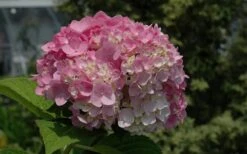 Dear Dolores Hydrangea - 2 Gallon Pot 14 Dear Dolores Hydrangea - 2 Gallon Pot -Bush Sale Shop Hydrangea Dear Dolores Pink 1