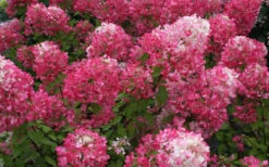 Diamond Rouge Hydrangea - 3 Gallon Pot 15 Diamond Rouge Hydrangea - 3 Gallon Pot -Bush Sale Shop Hydrangea Diamond Rouge 7