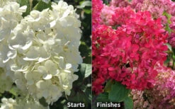 Diamond Rouge Hydrangea - 3 Gallon Pot 12 Diamond Rouge Hydrangea - 3 Gallon Pot -Bush Sale Shop Hydrangea Diamond Rouge 8
