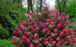 Diamond Rouge Hydrangea - 3 Gallon Pot 13 Diamond Rouge Hydrangea - 3 Gallon Pot -Bush Sale Shop Hydrangea Diamond Rouge5