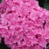 Double Delights Perfection Hydrangea - 2 Gallon Pot 2 Double Delights Perfection Hydrangea - 2 Gallon Pot -Bush Sale Shop Hydrangea Double DEelights Perfection 2
