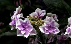 Double Delights Stargazer Hydrangea - 3 Gallon Pot 13 Double Delights Stargazer Hydrangea - 3 Gallon Pot -Bush Sale Shop Hydrangea Double Delights Stargazer 5