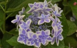 Double Delights Stargazer Hydrangea - 3 Gallon Pot 11 Double Delights Stargazer Hydrangea - 3 Gallon Pot -Bush Sale Shop Hydrangea Double Delights Stargazer 6