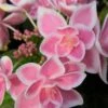 Double Delights Stargazer Hydrangea - 3 Gallon Pot 1 Double Delights Stargazer Hydrangea - 3 Gallon Pot -Bush Sale Shop Hydrangea Double Delights Stargazer 8