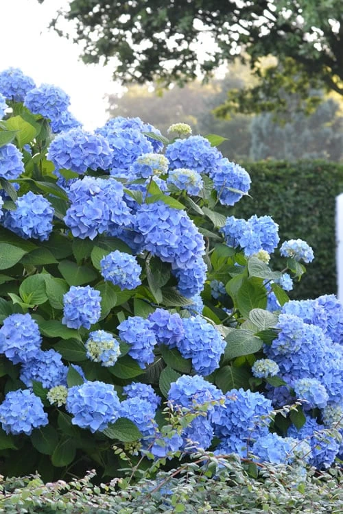 Endless Summer Hydrangea Original - 1 Gallon Pot 3 Endless Summer Hydrangea Original - 1 Gallon Pot