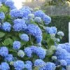 Endless Summer Hydrangea Original - 2 Gallon Pot 2 Endless Summer Hydrangea Original - 2 Gallon Pot -Bush Sale Shop Hydrangea Endless Summer 500x750 3