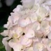 Blushing Bride Endless Summer Hydrangea - 1 Gallon Pot -Bush Sale Shop Hydrangea Endless Summer Blushing Bride 500x750 2