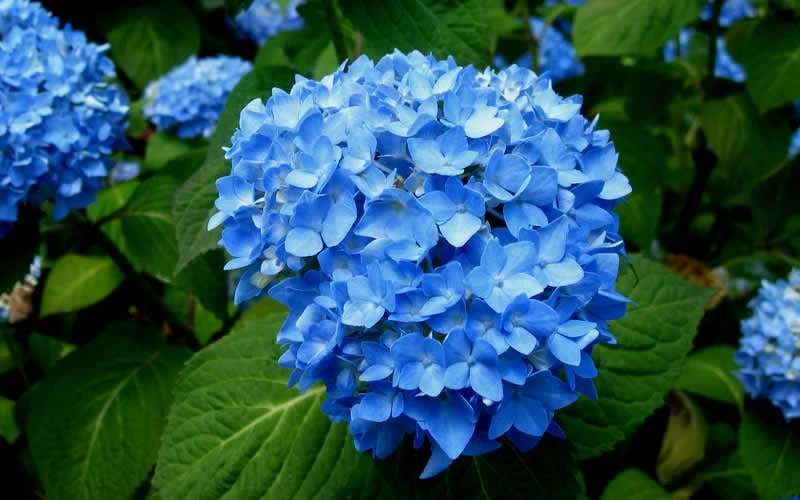 Endless Summer Hydrangea Original - 1 Gallon Pot 9 Endless Summer Hydrangea Original - 1 Gallon Pot - Image 7