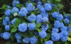 Endless Summer Hydrangea Original - 1 Gallon Pot 13 Endless Summer Hydrangea Original - 1 Gallon Pot -Bush Sale Shop Hydrangea Endless Summer Closeup 3 1