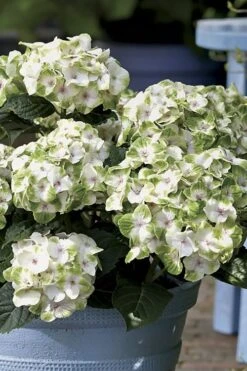 Everlasting Noblesse Hydrangea - 3 Gallon Pot 10 Everlasting Noblesse Hydrangea - 3 Gallon Pot -Bush Sale Shop Hydrangea Everlasting Noblesse 1