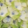 Everlasting Noblesse Hydrangea - 3 Gallon Pot 2 Everlasting Noblesse Hydrangea - 3 Gallon Pot -Bush Sale Shop Hydrangea Everlasting Noblesse 2