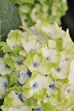 Everlasting Noblesse Hydrangea - 3 Gallon Pot 11 Everlasting Noblesse Hydrangea - 3 Gallon Pot -Bush Sale Shop Hydrangea Everlasting Noblesse 3