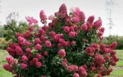 Fire Light Hydrangea - Single Trunk Topiary Tree - 5 Gallon Pot 12 Fire Light Hydrangea - Single Trunk Topiary Tree - 5 Gallon Pot -Bush Sale Shop Hydrangea Fire Light 1 1