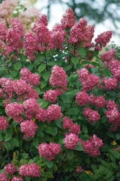 Fire Light Hydrangea - 3 Gallon Pot -Bush Sale Shop Hydrangea Fire Light 2