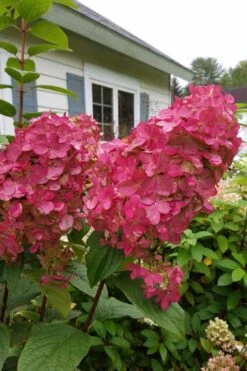 Fire Light Hydrangea - Single Trunk Topiary Tree - 5 Gallon Pot 13 Fire Light Hydrangea - Single Trunk Topiary Tree - 5 Gallon Pot -Bush Sale Shop Hydrangea Fire Light 3 1