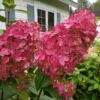 Fire Light Hydrangea - 3 Gallon Pot 2 Fire Light Hydrangea - 3 Gallon Pot -Bush Sale Shop Hydrangea Fire Light 3