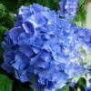 Glory Blue Hydrangea - 1 Gallon Pot 2 Glory Blue Hydrangea - 1 Gallon Pot -Bush Sale Shop Hydrangea Glory Blue 10 1