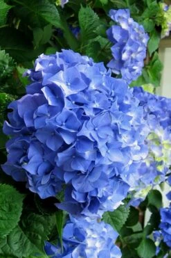 Glory Blue Hydrangea - 1 Gallon Pot