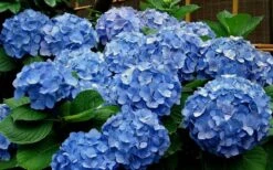 Glory Blue Hydrangea - 1 Gallon Pot 9 Glory Blue Hydrangea - 1 Gallon Pot -Bush Sale Shop Hydrangea Glory Blue 11 1