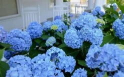 Nikko Blue Hydrangea - 3 Gallon Pot 12 Nikko Blue Hydrangea - 3 Gallon Pot -Bush Sale Shop Hydrangea Glory Blue Shrub 2 1