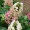 Jetstream Oakleaf Hydrangea - 3 Gallon Pot 1 Jetstream Oakleaf Hydrangea - 3 Gallon Pot -Bush Sale Shop Hydrangea Jetstream
