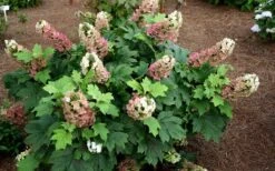Jetstream Oakleaf Hydrangea - 3 Gallon Pot 10 Jetstream Oakleaf Hydrangea - 3 Gallon Pot -Bush Sale Shop Hydrangea Jetstream 5