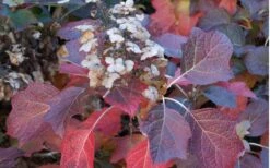 Jetstream Oakleaf Hydrangea - 3 Gallon Pot 11 Jetstream Oakleaf Hydrangea - 3 Gallon Pot -Bush Sale Shop Hydrangea Jetstream 6