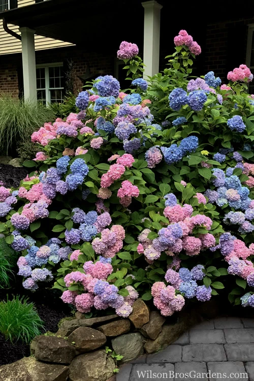 L.A. Dreamin Hydrangea - 1 Gallon Pot 7 L.A. Dreamin Hydrangea - 1 Gallon Pot - Image 5