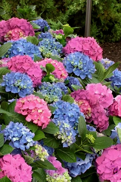 L.A. Dreamin Hydrangea - 1 Gallon Pot 3 L.A. Dreamin Hydrangea - 1 Gallon Pot