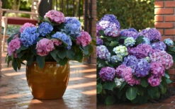 L.A. Dreamin Hydrangea - 1 Gallon Pot 11 L.A. Dreamin Hydrangea - 1 Gallon Pot -Bush Sale Shop Hydrangea LA Dreamin Blooms 2 2