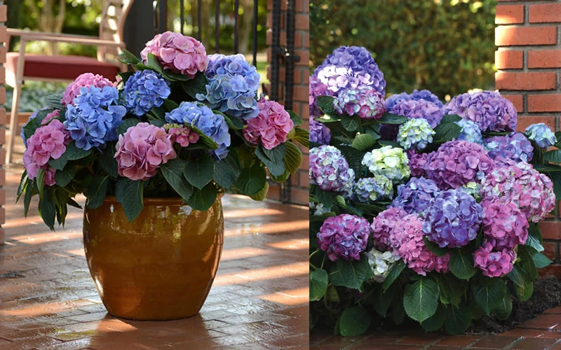 L.A. Dreamin Hydrangea - 1 Gallon Pot 6 L.A. Dreamin Hydrangea - 1 Gallon Pot - Image 4