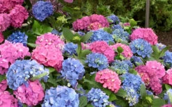 L.A. Dreamin Hydrangea - 1 Gallon Pot 13 L.A. Dreamin Hydrangea - 1 Gallon Pot -Bush Sale Shop Hydrangea LA Dreamin Blooms 3