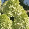 Limelight PeeGee Hydrangea - 2.5 Gallon Pot 2 Limelight PeeGee Hydrangea - 2.5 Gallon Pot -Bush Sale Shop Hydrangea Limelight 101 2