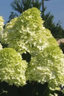 Limelight PeeGee Hydrangea - 7 Gallon Pot (3-4') 17 Limelight PeeGee Hydrangea - 7 Gallon Pot (3-4') -Bush Sale Shop Hydrangea Limelight 101