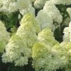 Limelight PeeGee Hydrangea - 7 Gallon Pot (3-4') -Bush Sale Shop Hydrangea Limelight 107