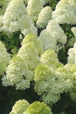 Limelight PeeGee Hydrangea - 2.5 Gallon Pot -Bush Sale Shop Hydrangea Limelight 107 2