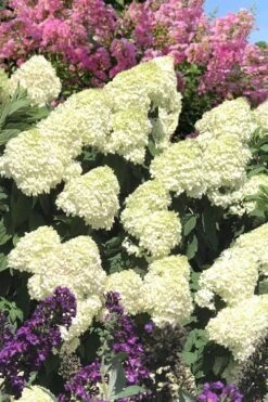 Limelight PeeGee Hydrangea - 7 Gallon Pot (3-4') 19 Limelight PeeGee Hydrangea - 7 Gallon Pot (3-4') -Bush Sale Shop Hydrangea Limelight 110