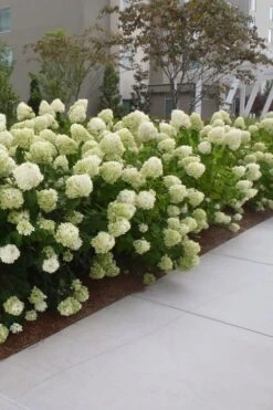 Limelight PeeGee Hydrangea - 6 Pack Of 1 Gallon Pots -Bush Sale Shop Hydrangea Limelight 20 1
