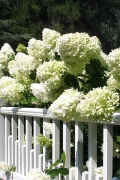 Limelight PeeGee Hydrangea - 7 Gallon Pot (3-4') 16 Limelight PeeGee Hydrangea - 7 Gallon Pot (3-4') -Bush Sale Shop Hydrangea Limelight 21