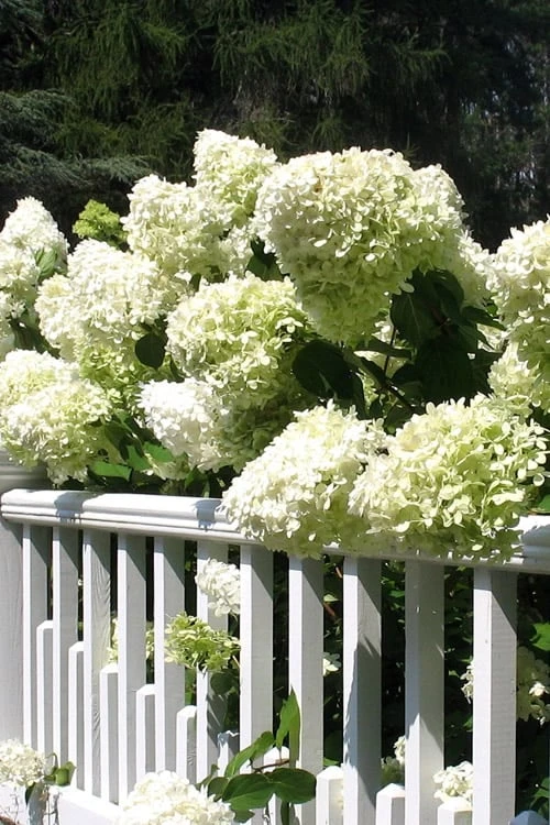 Limelight PeeGee Hydrangea - 7 Gallon Pot (3-4') 8 Limelight PeeGee Hydrangea - 7 Gallon Pot (3-4') - Image 6