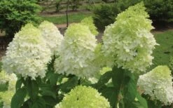 Limelight PeeGee Hydrangea - 6 Pack Of 1 Gallon Pots -Bush Sale Shop Hydrangea Limelight Flowers 1