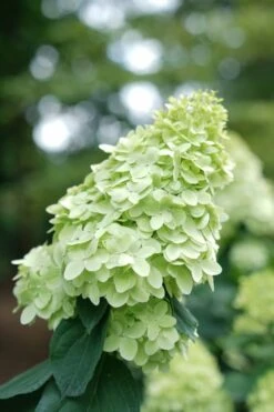 Limelight Prime Hydrangea - 3 Gallon Pot -Bush Sale Shop Hydrangea Limelight Prime 1