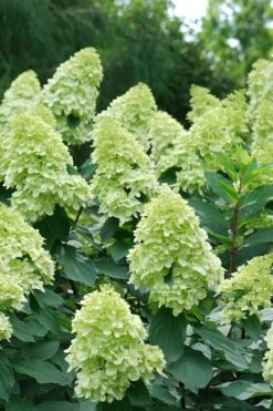 Limelight Prime Hydrangea - 2 Gallon Pot 12 Limelight Prime Hydrangea - 2 Gallon Pot -Bush Sale Shop Hydrangea Limelight Prime 4 1