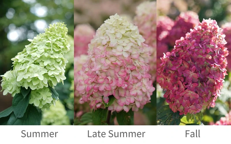 Limelight Prime Hydrangea - 2 Gallon Pot 6 Limelight Prime Hydrangea - 2 Gallon Pot - Image 4