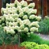 Limelight PeeGee Hydrangea - Single Trunk Topiary Tree - 5 Gallon Pot 1 Limelight PeeGee Hydrangea - Single Trunk Topiary Tree - 5 Gallon Pot -Bush Sale Shop Hydrangea Limelight Standard Tree Form 2