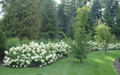 Limelight PeeGee Hydrangea - 2.5 Gallon Pot -Bush Sale Shop Hydrangea Limelight hedge natural 4