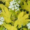 Little Honey Oakleaf Hydrangea - 1 Gallon Pot -Bush Sale Shop Hydrangea Little Honey 1