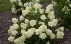 Little Lime Hydrangea - 2 Gallon Pot 15 Little Lime Hydrangea - 2 Gallon Pot -Bush Sale Shop Hydrangea Little Lime 1 1