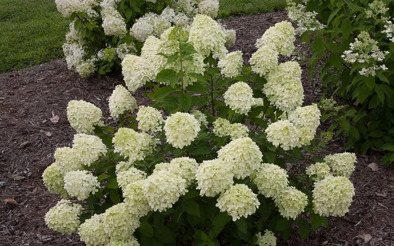 Little Lime Hydrangea - 1 Gallon Pot 9 Little Lime Hydrangea - 1 Gallon Pot - Image 7